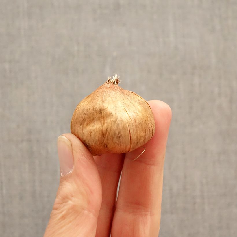 Spécimen de Glaïeul ou Gladiolus Vandohla Bulbe calibre 12/14 tel que livré au printemps
