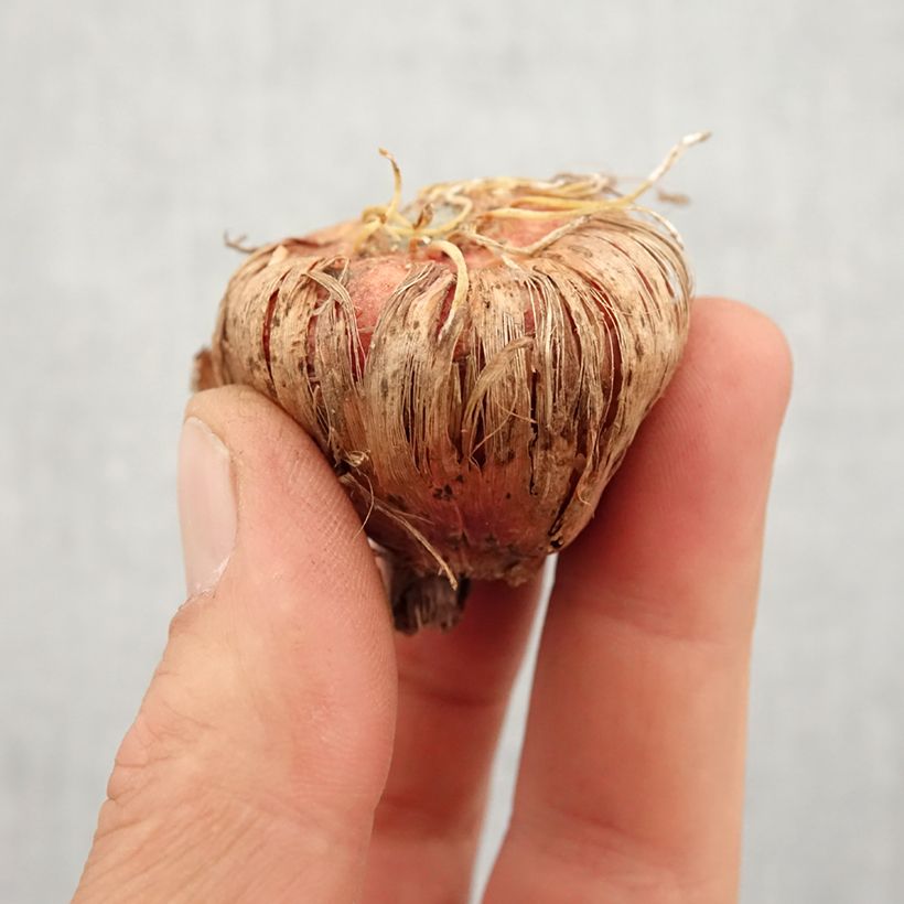 Spécimen de Glaïeul ou Gladiolus White Prosperity Bulbe calibre 14+ tel que livré au printemps