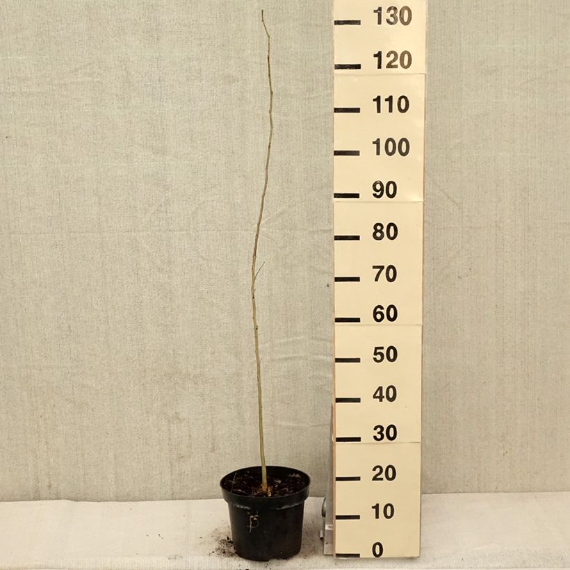 Spécimen de Gleditsia triacanthos - Févier d'Amérique Pot de 4L/5L tel que livré au printemps