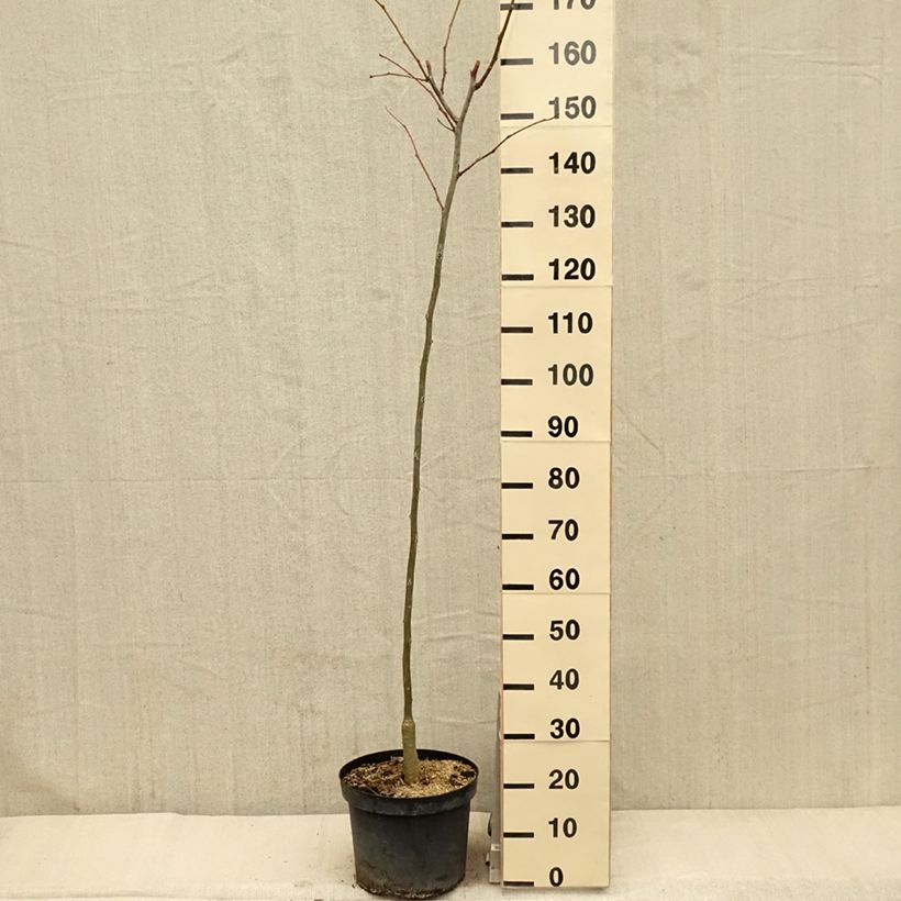 Spécimen de Gleditsia triacanthos Shademaster - Févier d'Amérique Pot de 7,5L/10L tel que livré au printemps