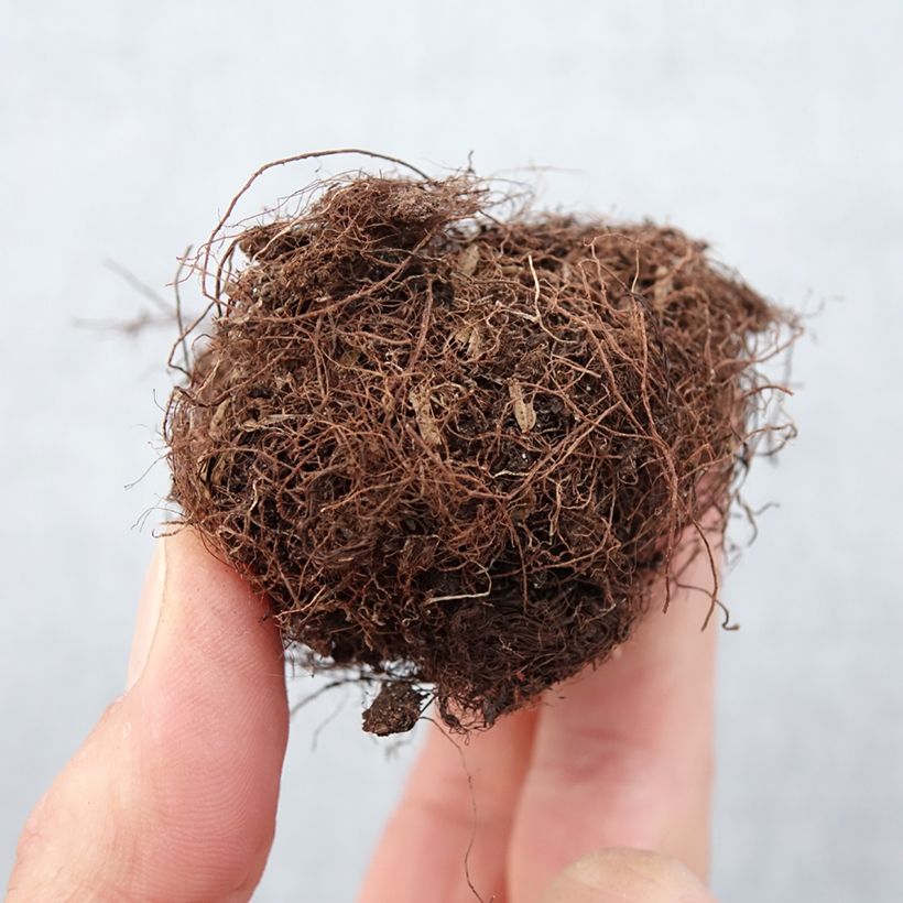 Spécimen de Gloxinia Kaiser Friedrich Bulbe calibre 5+ tel que livré au printemps