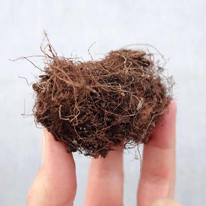 Spécimen de Gloxinia Kaiser Wilhelm   Bulbe calibre 5+ tel que livré au printemps