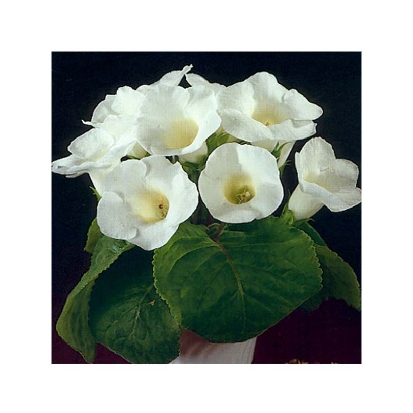 Gloxinia Mont Blanc   (Flowering)