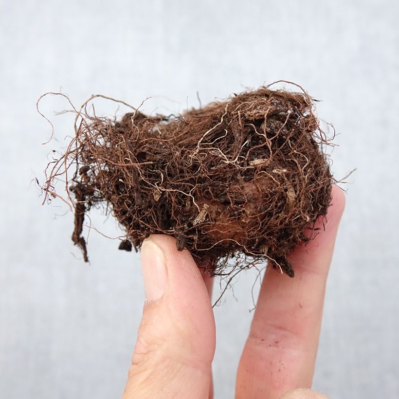 Example of Gloxinia Mont Blanc   Bulbe calibre 5+ as you get in printemps