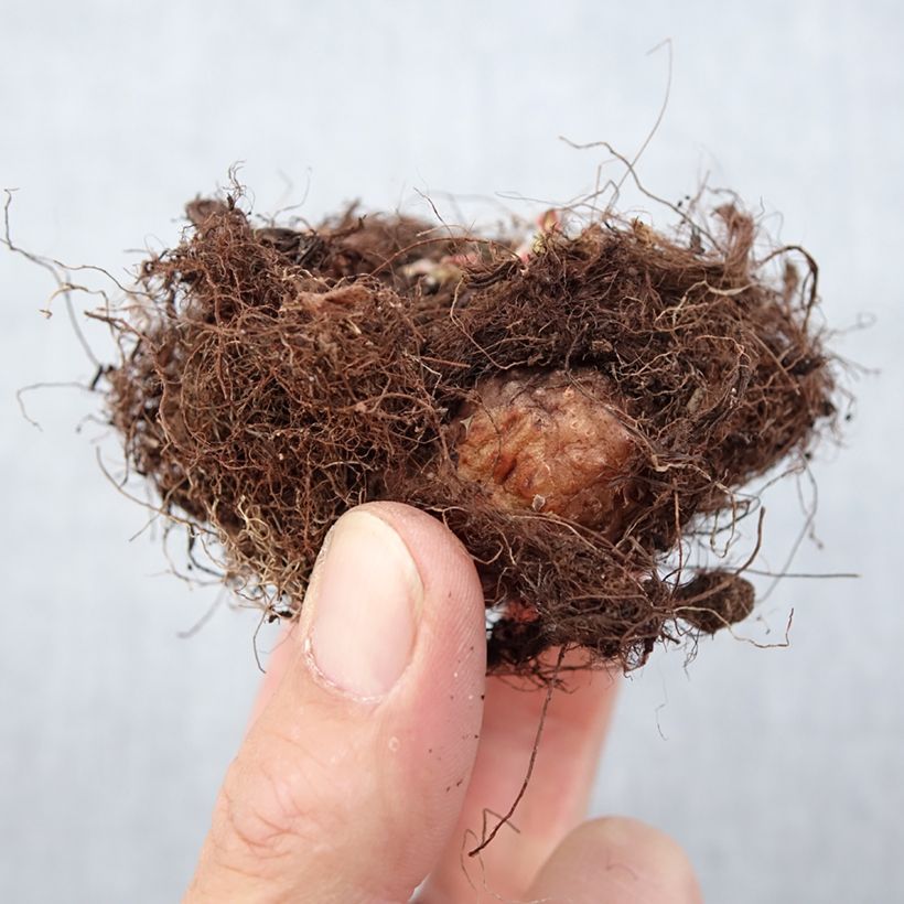 Spécimen de Gloxinia Violacea   Bulbe calibre 5+ tel que livré au printemps