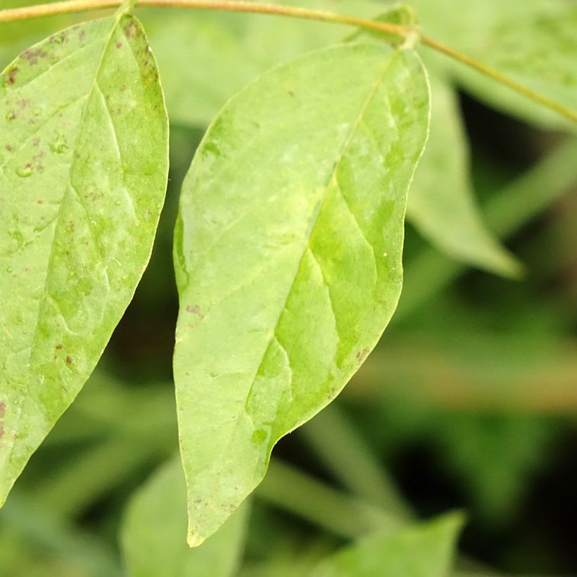 Glycine Blue Moon - Wisteria frutescens var. macrostachya (Feuillage)