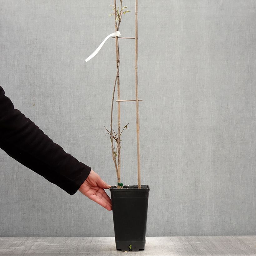 Example of Glycine de Chine Blue Line - Wisteria sinensis Pot de 2L/3L as you get in printemps