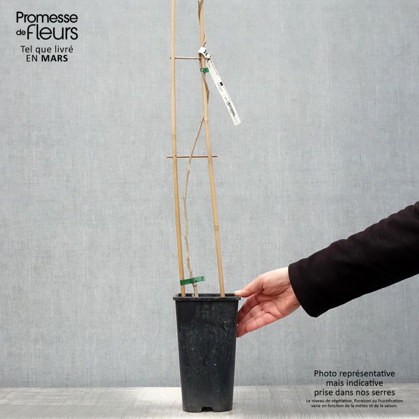 Spécimen de Glycine de Chine - Wisteria sinensis Alba Pot de 2L/3L, Plant greffé de + de 18 mois tel que livré au printemps