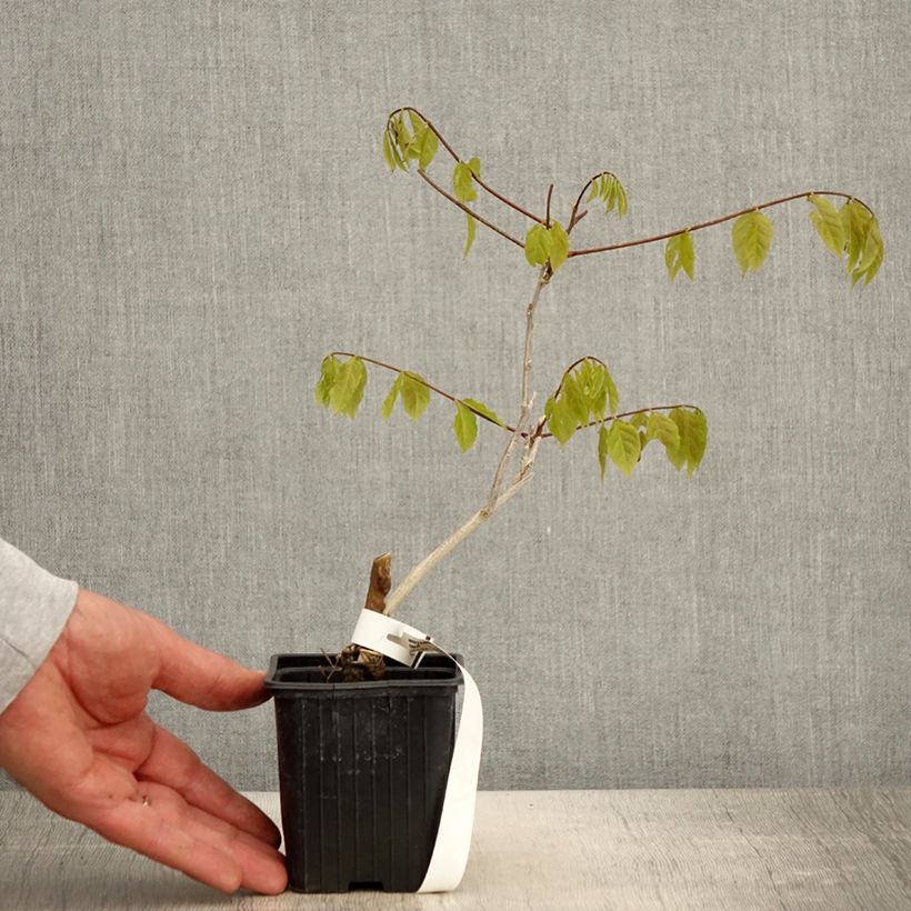 Example of Glycine de Chine - Wisteria sinensis Godet de 8/9 cm as you get in printemps