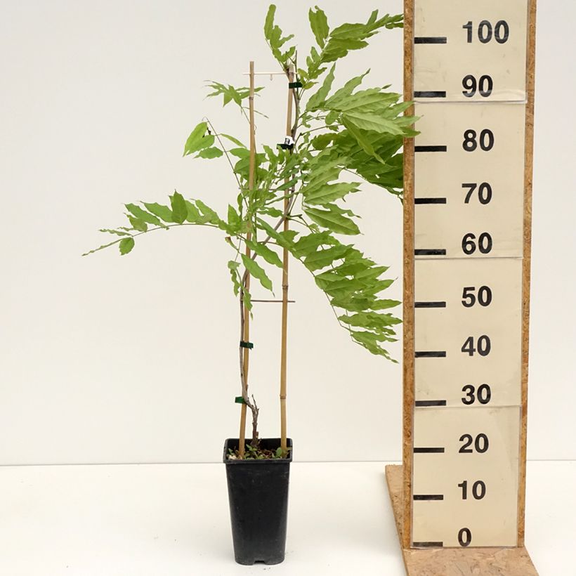 Example of Glycine de Formose - Wisteria formosa Pot de 3L/4L as you get in printemps