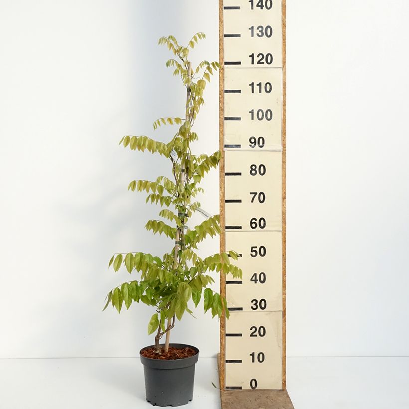 Spécimen de Glycine du Japon - Wisteria brachybotrys Shiro-Beni Pot de 4L/5L tel que livré au printemps