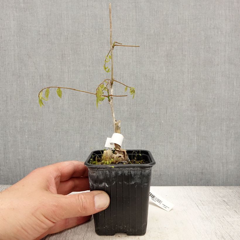 Spécimen de Glycine du Japon - Wisteria floribunda Alba Godet de 8/9 cm tel que livré au printemps