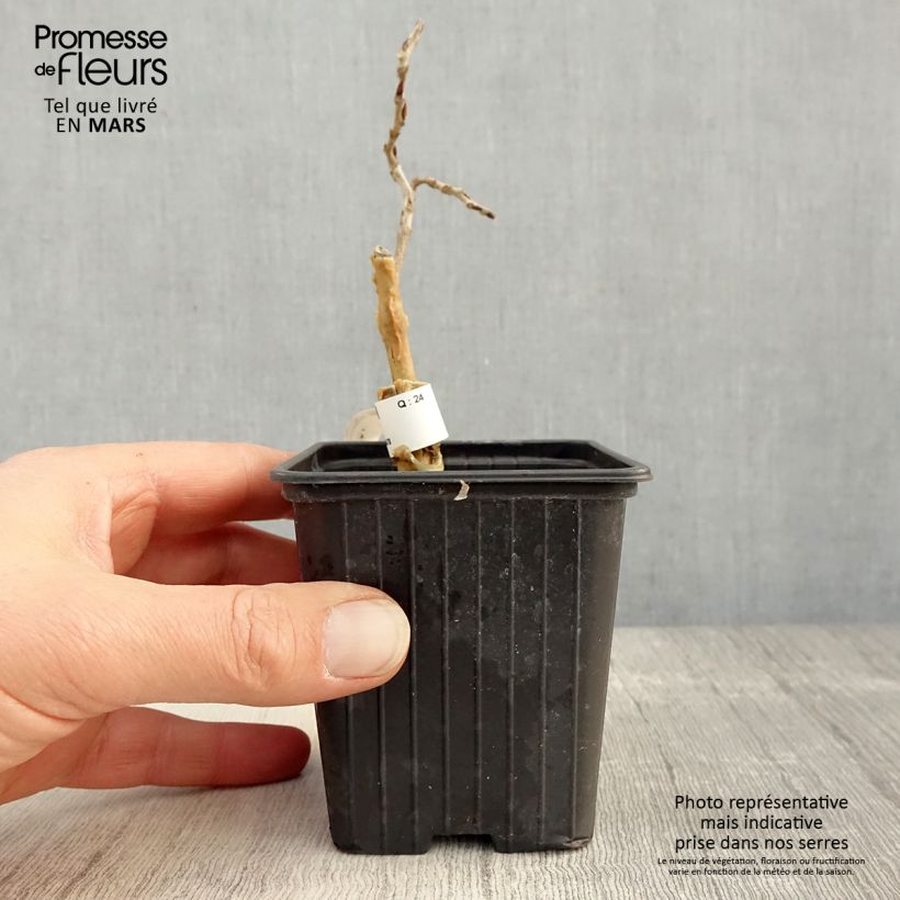 Spécimen de Glycine du Japon - Wisteria floribunda  Godet de 8/9 cm tel que livré au printemps