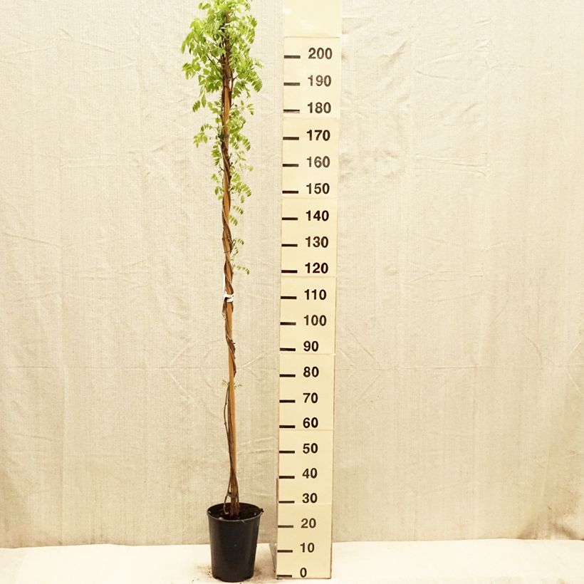 Example of Glycine du Japon - Wisteria floribunda Shiro-noda Pot de 4L/5L as you get in printemps