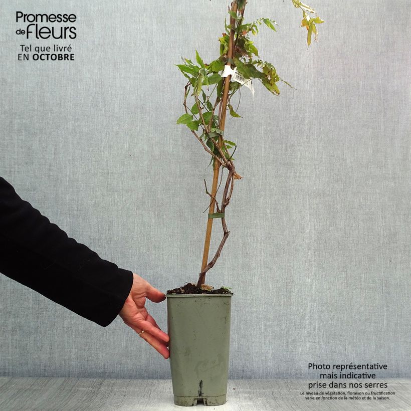 Spécimen de Glycine du Japon - Wisteria floribunda Violacea Plena (Black Dragon) Pot de 2L/3L, Plant greffé de + de 18 mois tel que livré en automne