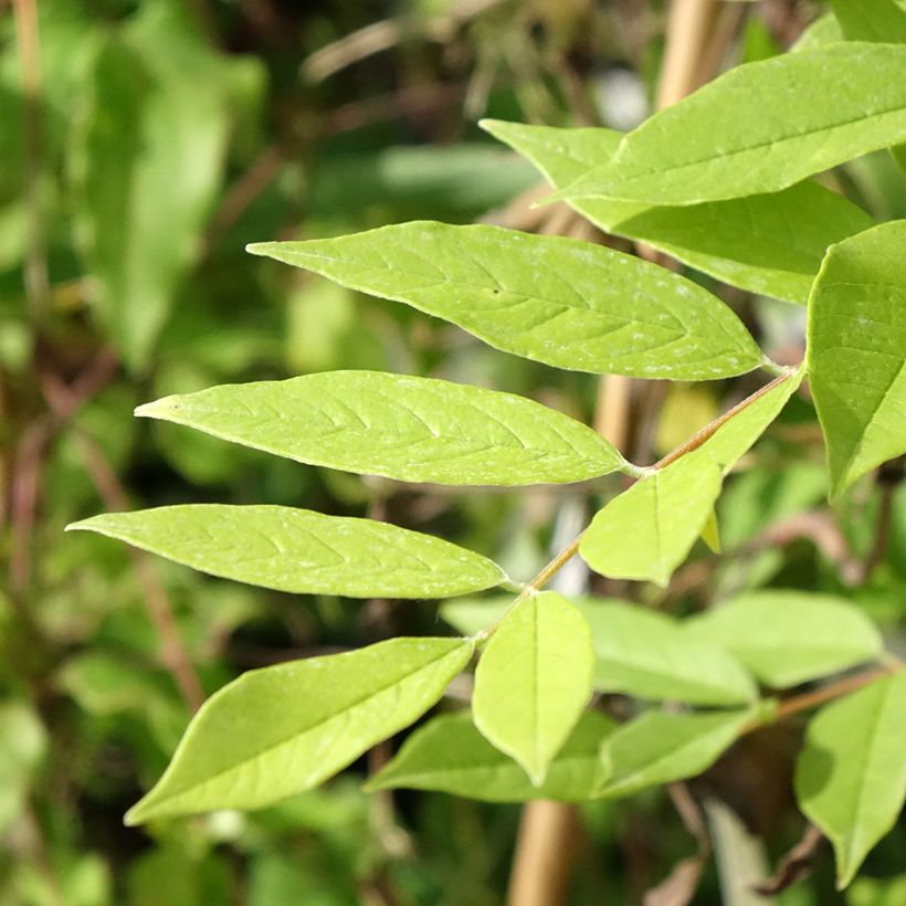Glycine frutescens - Wisteria frutescens (Feuillage)