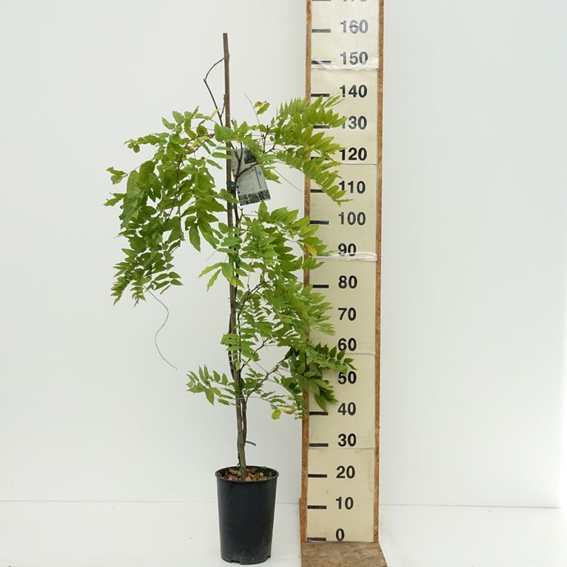 Spécimen de Glycine Grande Diva Cecilia - Wisteria (x) venusta  Pot de 4L/5L tel que livré en été
