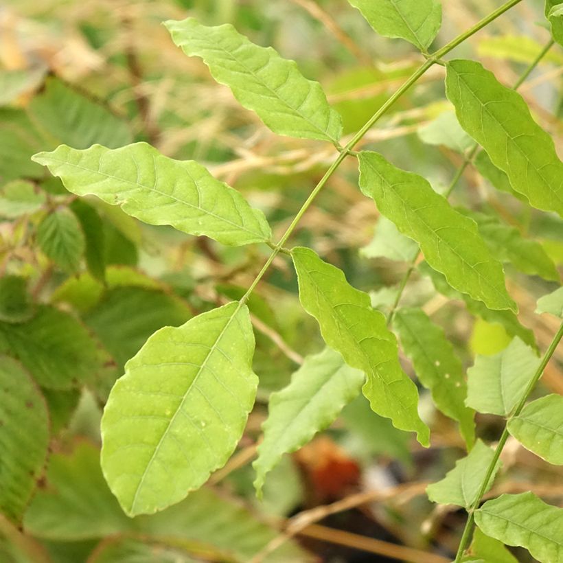 Glycine japonaise - Wisteria floribunda Ed's Blue Dragon (Feuillage)
