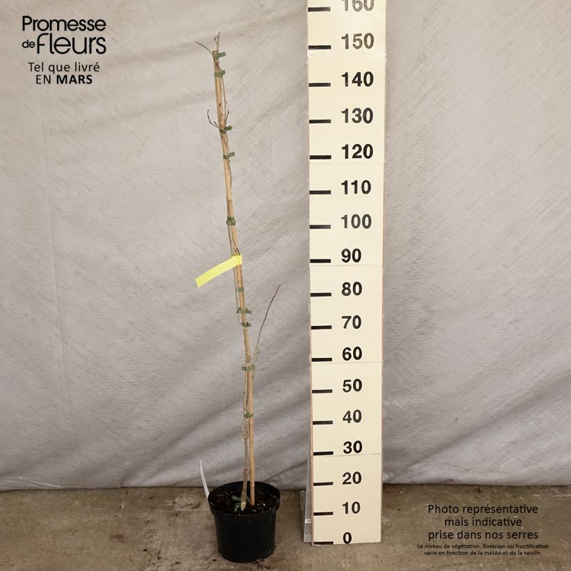 Spécimen de Glycine japonaise - Wisteria floribunda Macrobotrys De Belder Pot de 4L/5L tel que livré au printemps