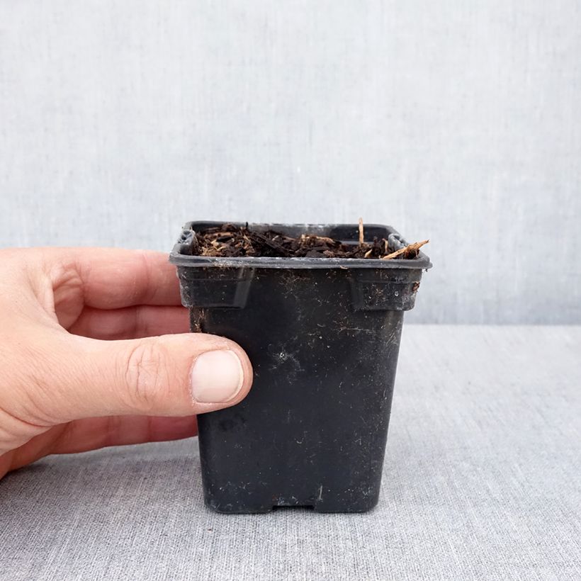 Spécimen de Glycine tubereuse - Apios americana Godet de 8/9 cm tel que livré au printemps