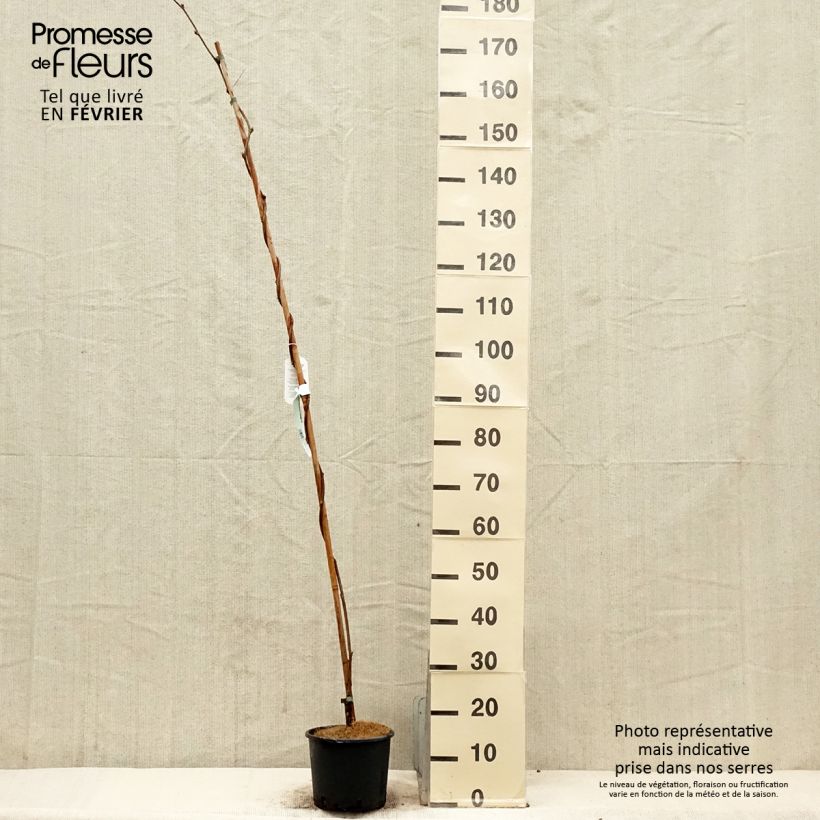 Example of Glycine - Wisteria brachybotrys Yokohama Fuji Pot de 3L/4L as you get in hiver