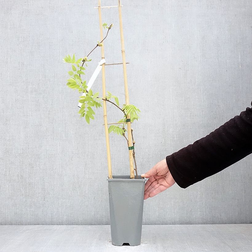 Spécimen de Glycine - Wisteria brachybotrys Yokohama Fuji Pot de 3L/4L tel que livré au printemps