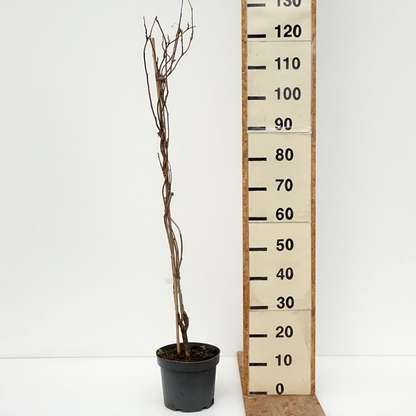 Example of Glycine - Wisteria macrostachya Clara Mack Pot de 4L/5L as you get in hiver