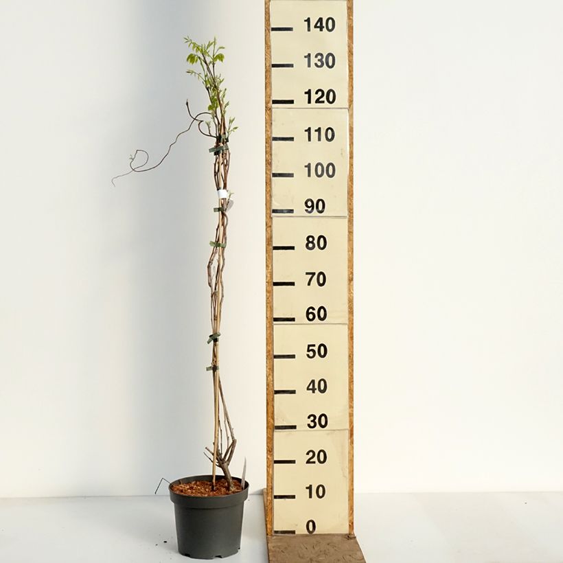 Spécimen de Glycine - Wisteria macrostachya Clara Mack Pot de 4L/5L tel que livré au printemps