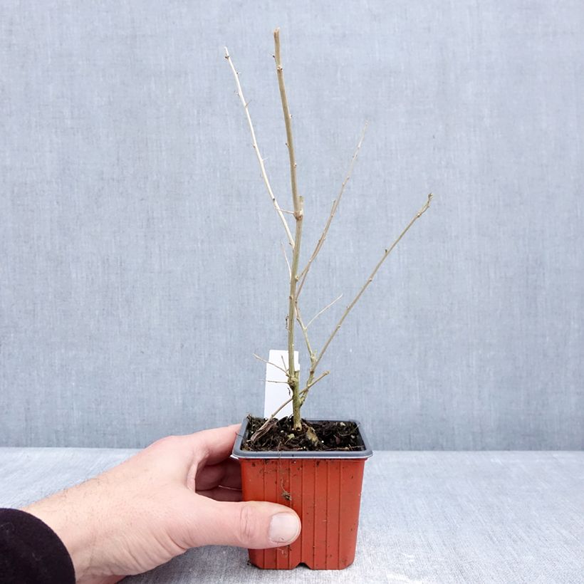 Spécimen de Goji - Lycium barbarum Godet de 8/9 cm tel que livré en hiver