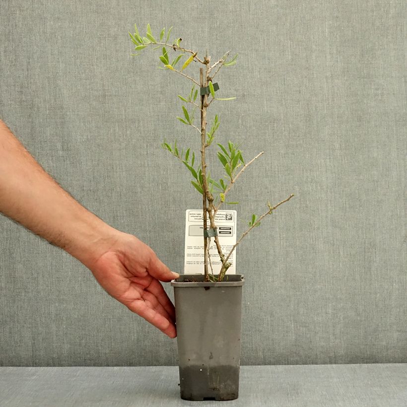 Spécimen de Goji Q1 - Lycium barbarum Pot de 1,5L/2L, Touffe tel que livré en été