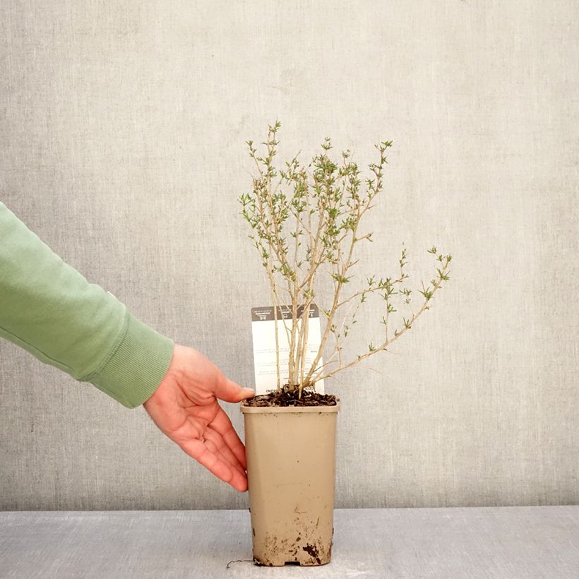 Example of Goji Q1 - Lycium barbarum Pot de 1,5L/2L, Touffe as you get in hiver