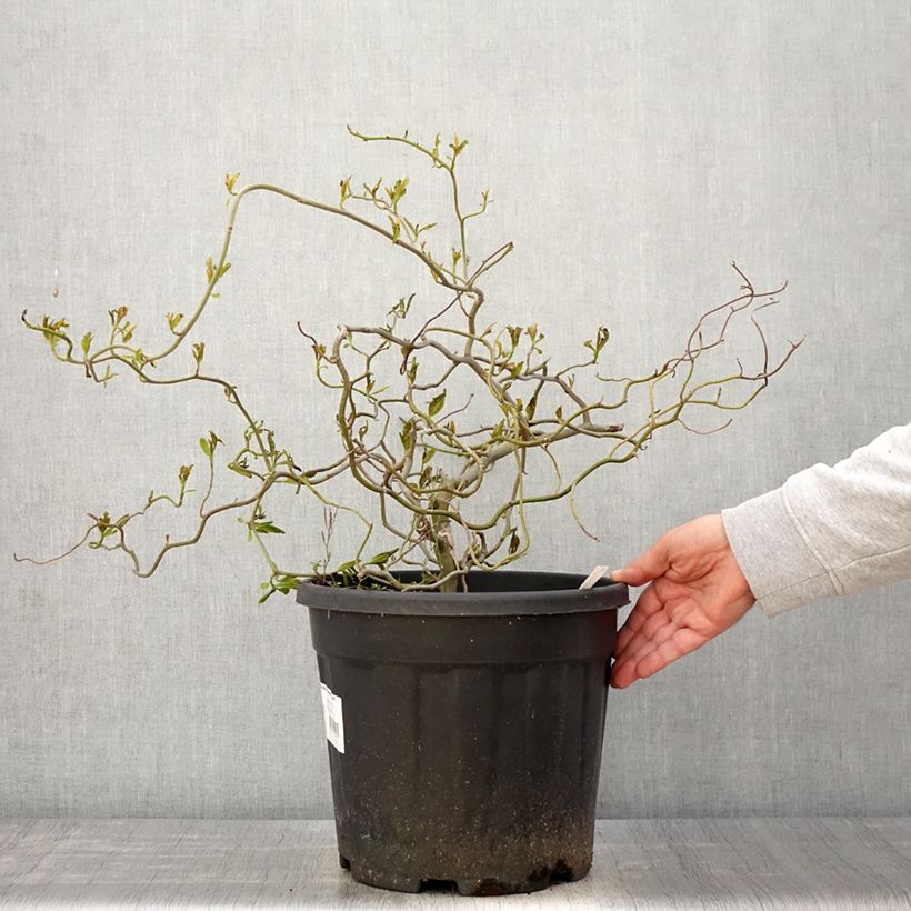 Spécimen de Gommier noir - Nyssa sylvatica Zydeco Twist Pot de 12L/15L tel que livré au printemps