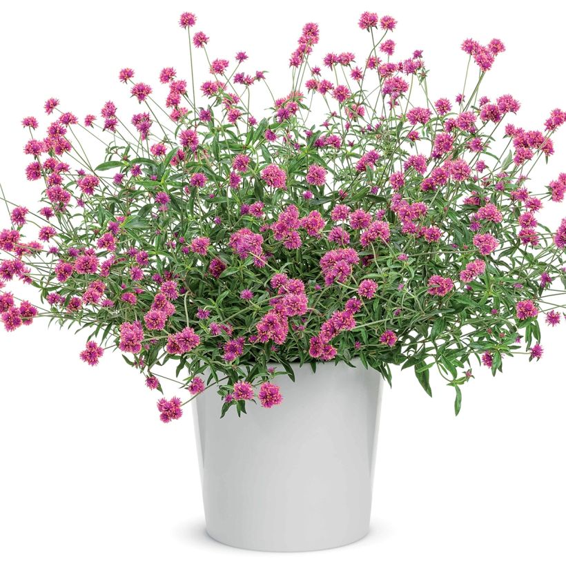 Gomphrena Truffula Pink - Amarantine (Port)