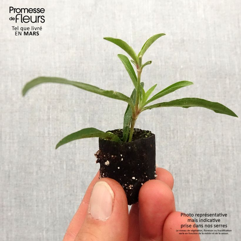 Spécimen de Gomphrena Truffula Pink - Amarantine Mini-motte Ø 1,5/2,5 cm tel que livré au printemps