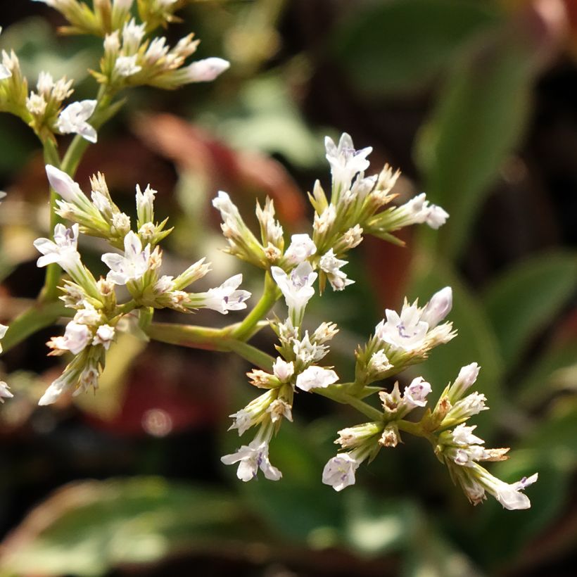 Goniolimon collinum (Floraison)
