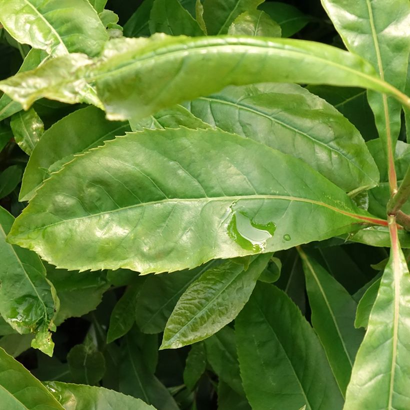 Gordlinia grandiflora (Feuillage)