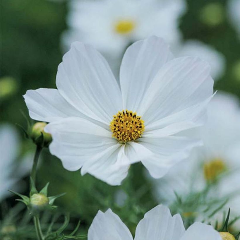 Graines de Cosmos Sensation Purity - Cosmos bipinnatus (Flowering)