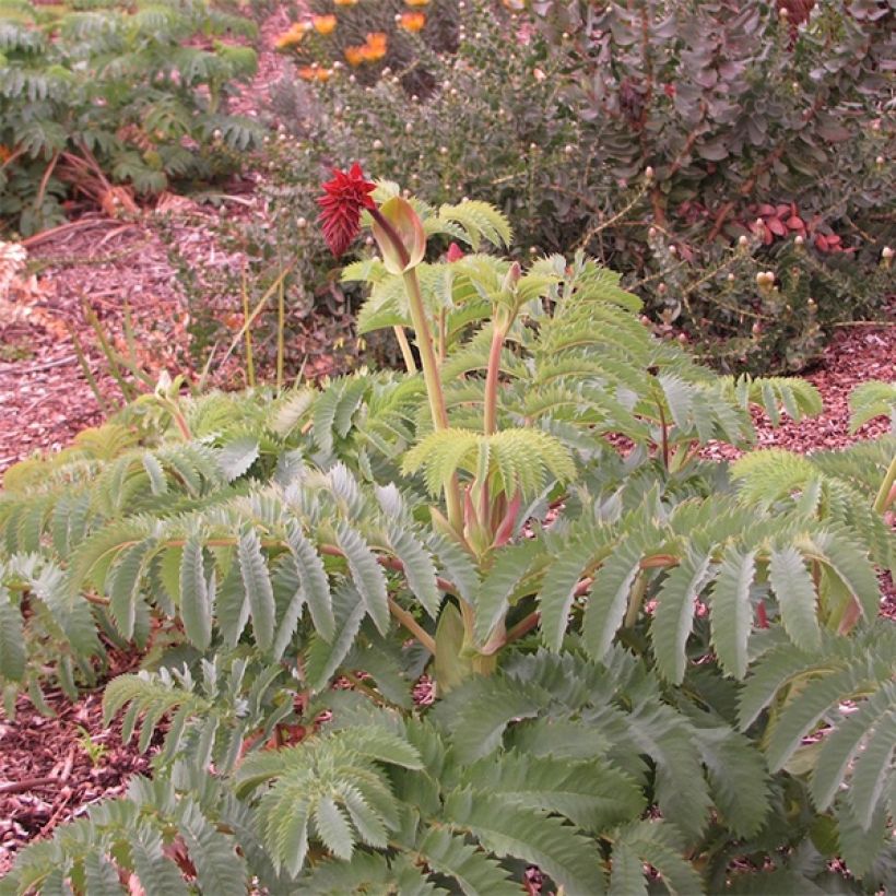 Graines de Melianthus major (Port)