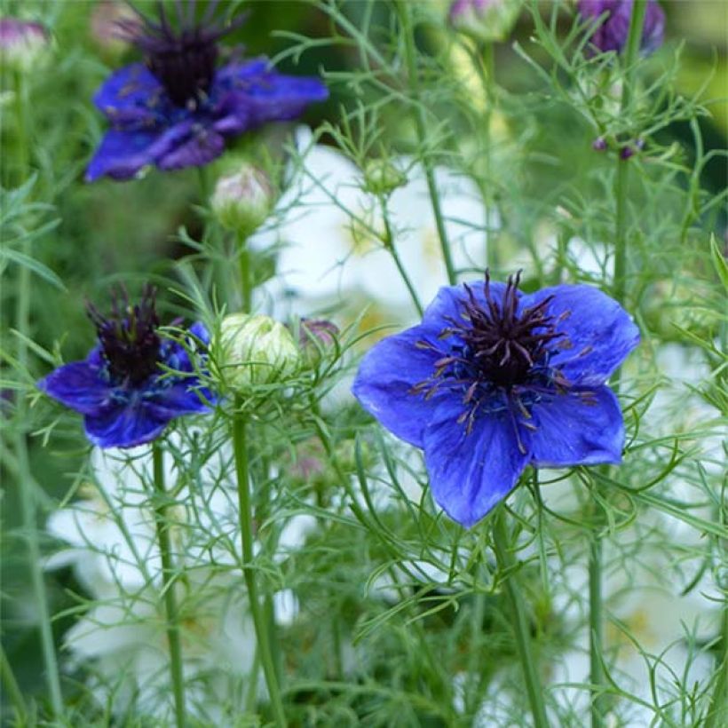 Graines de Nigelle d'Espagne Midnight Blue - Nigella papillosa (Flowering)