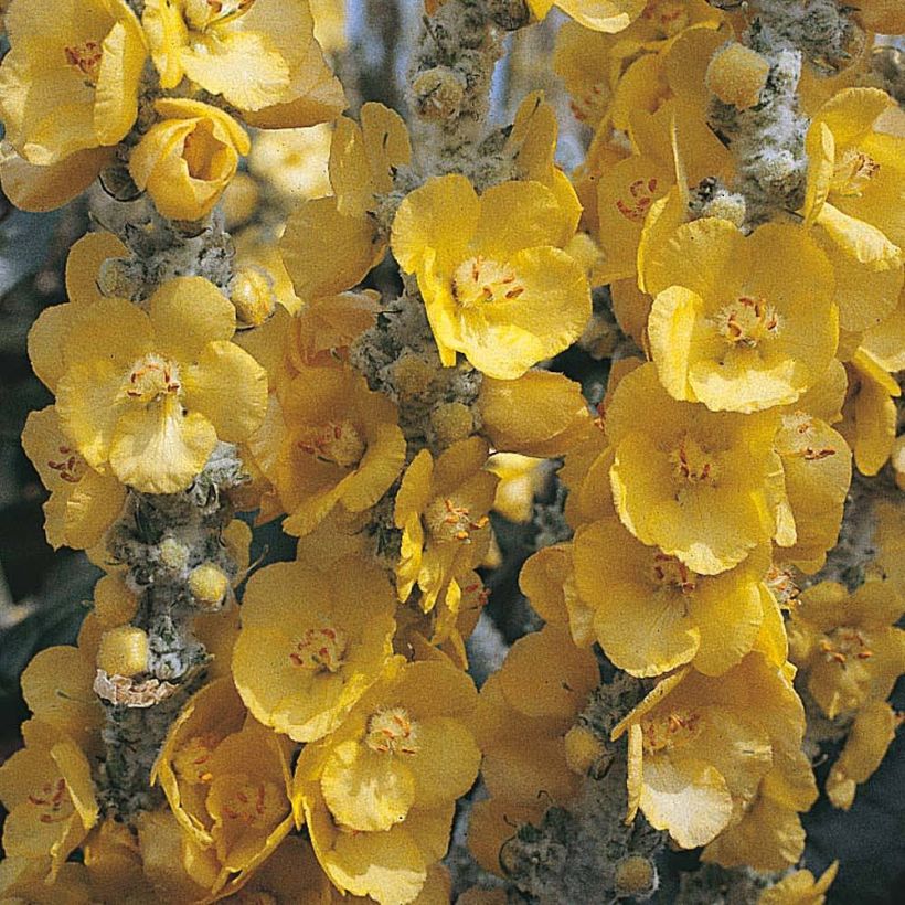 Graines de Verbascum bombyciferum Silver Lining - Molène (Floraison)