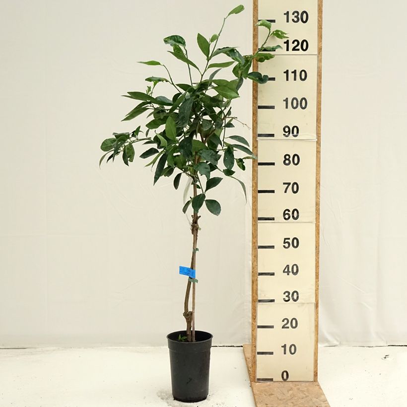 Spécimen de Grand Citron vert - Citrus latifolia  Pot de 3L/4L, Touffe tel que livré en été