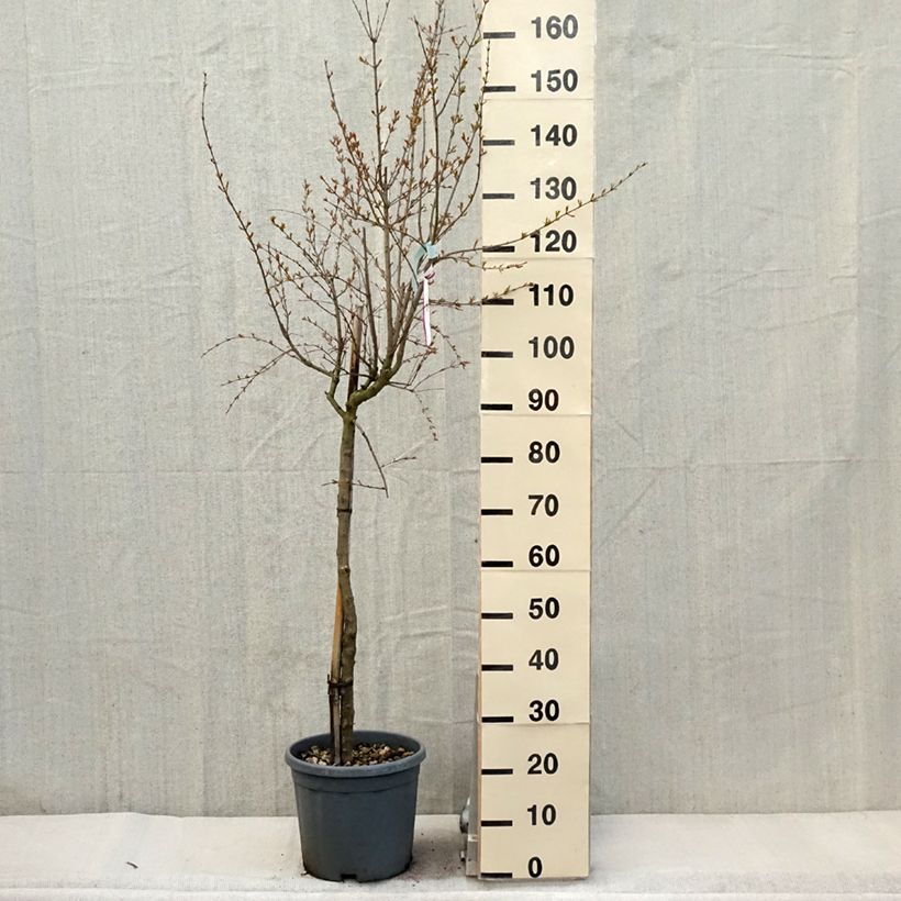 Spécimen de Grenadier à fleurs - Punica granatum California Sunset Pot de 7,5L/10L, Demi-Tige tel que livré au printemps