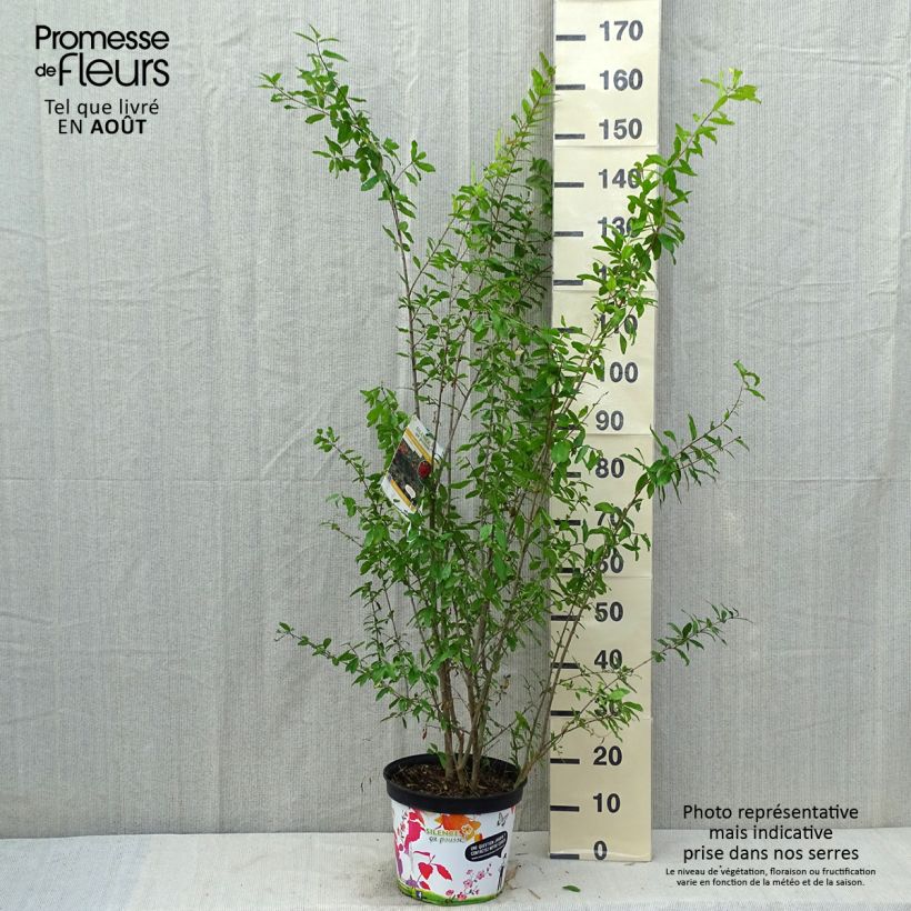 Spécimen de Grenadier à fleurs - Punica granatum Plena Pot de 7,5L/10L, Buisson, Touffe tel que livré en été