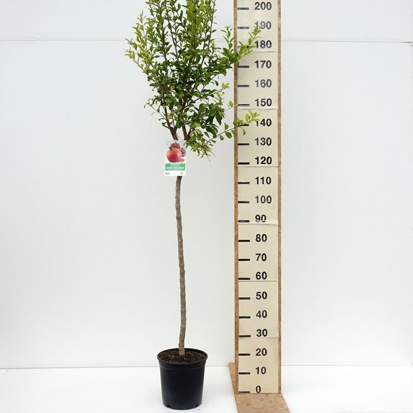 Spécimen de Grenadier à fruits - Punica granatum Acco Pot de 7,5L/10L, Demi-Tige tel que livré en été