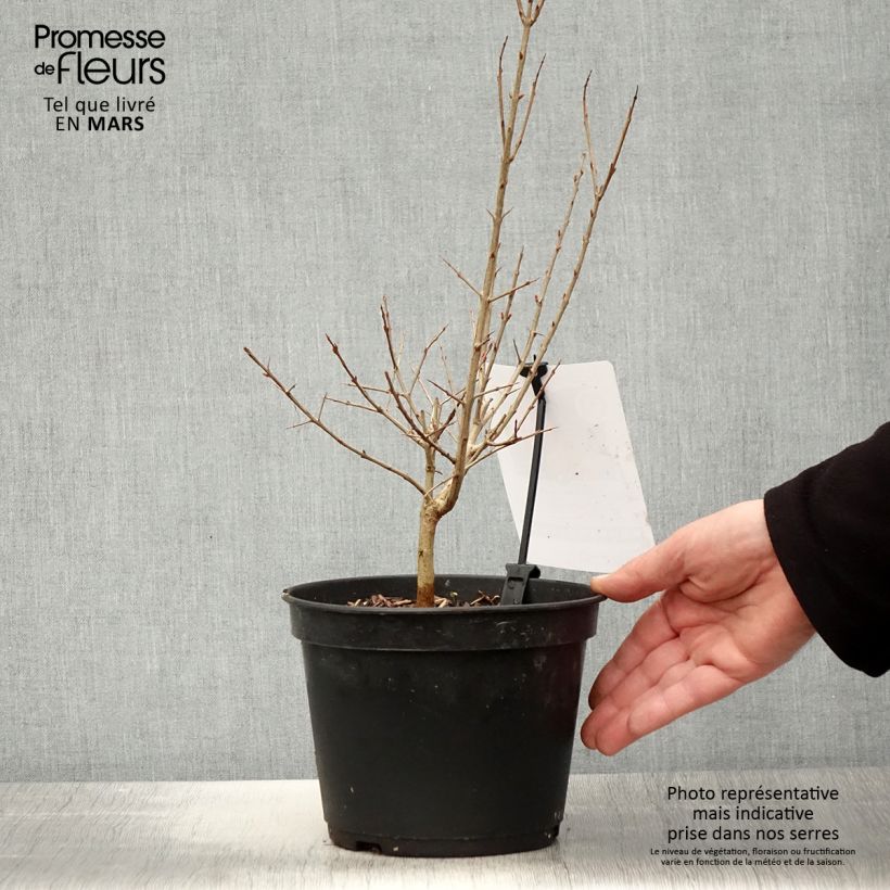 Spécimen de Grenadier à fruits - Punica granatum Dente di leone Pot de 1,5L/2L, Touffe tel que livré au printemps