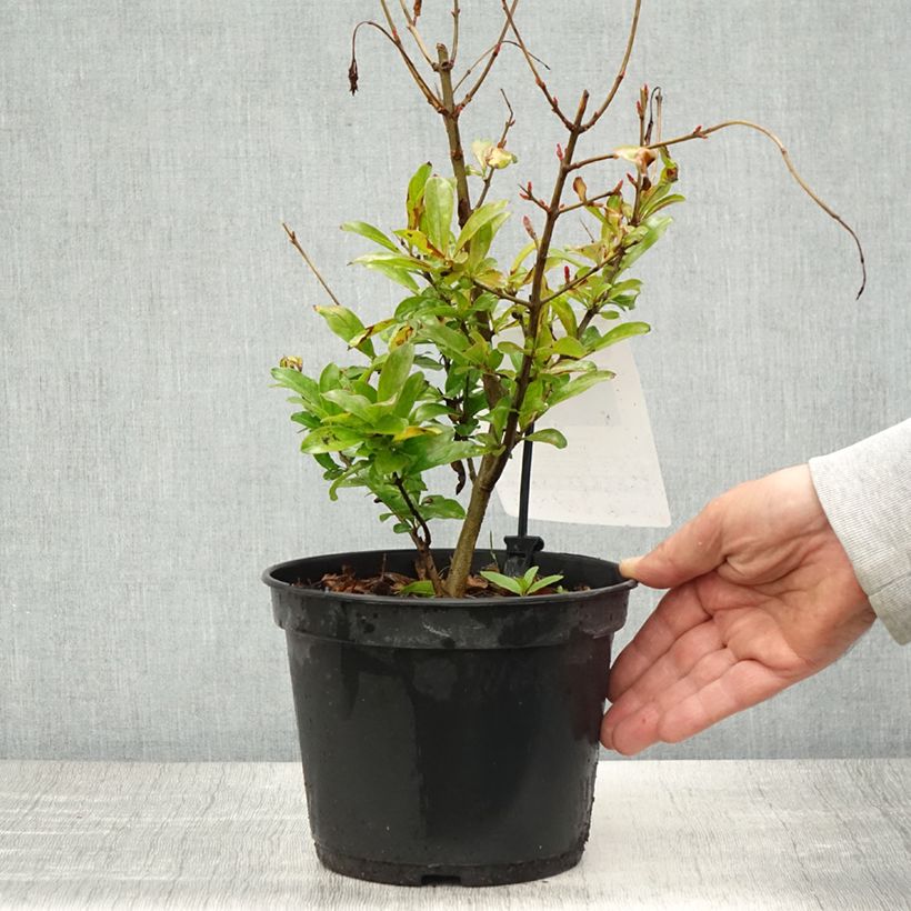 Spécimen de Grenadier à fruits - Punica granatum Mollar de Elche Pot de 1,5L/2L, Touffe tel que livré au printemps