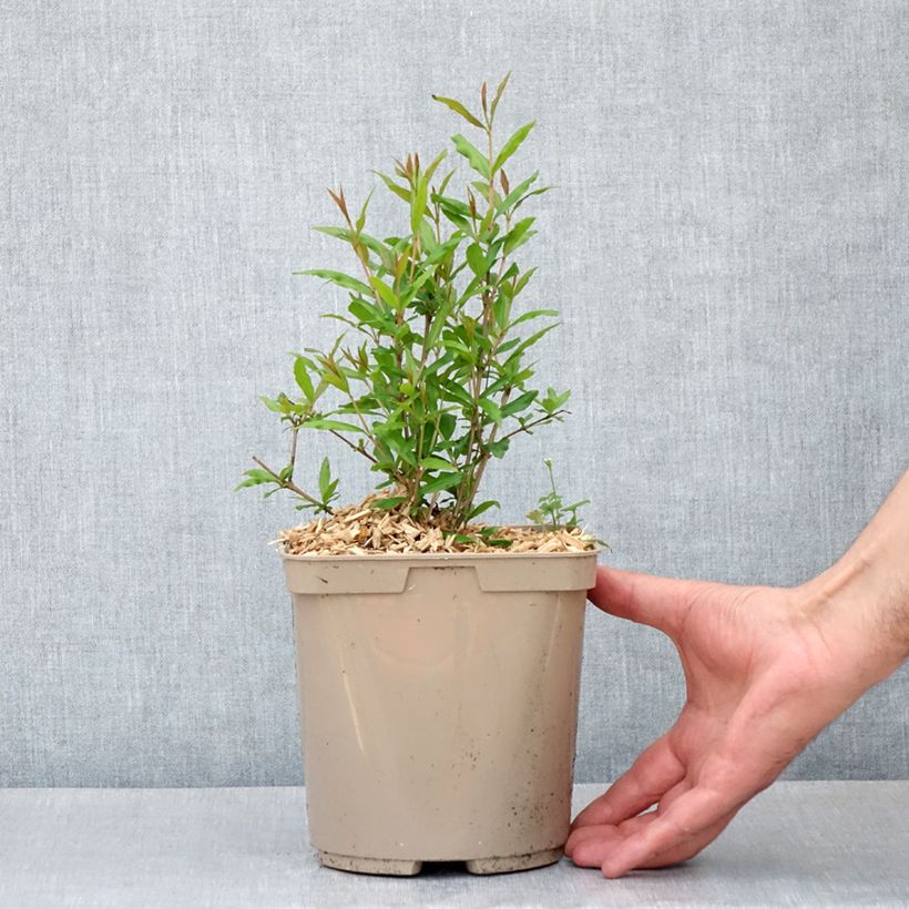 Spécimen de Grenadier à fruits - Punica granatum Parfianka Pot de 3L/4L, Buisson tel que livré au printemps