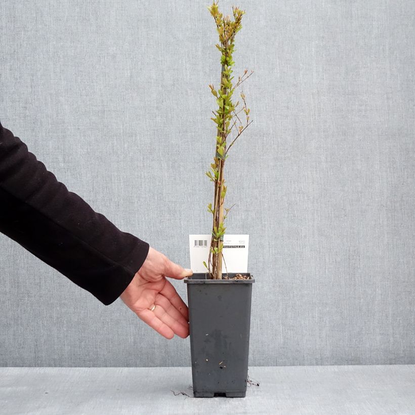 Spécimen de Grenadier à fruits - Punica granatum Provence Pot de 1,5L/2L, Touffe tel que livré au printemps