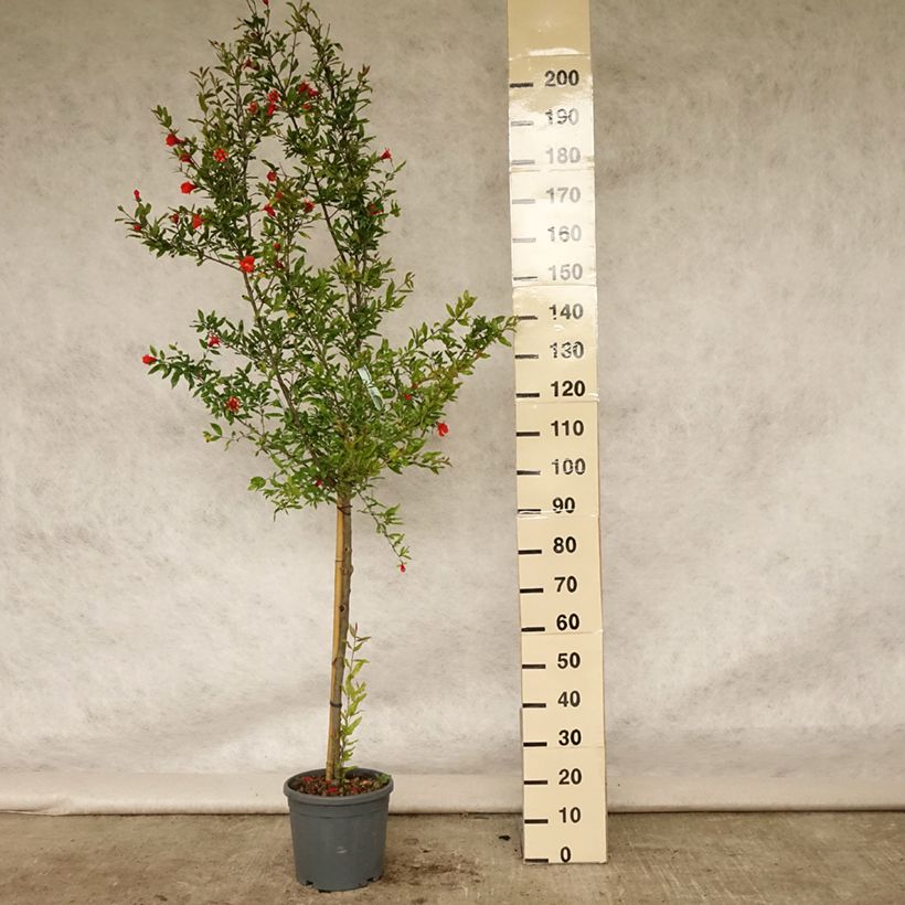 Spécimen de Grenadier à fruits - Punica granatum Wonderful Pot de 7,5L/10L, Demi-Tige tel que livré en été