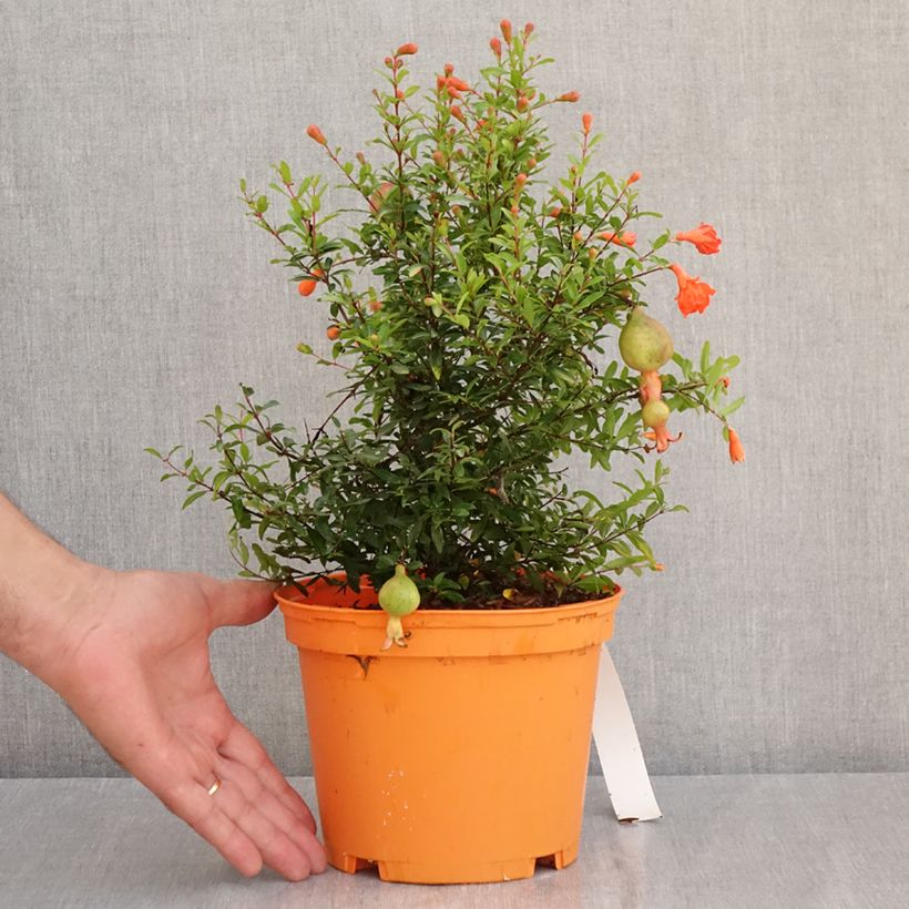 Spécimen de Grenadier nain - Punica granatum Chico ou Nana Gracillissima Pot de 3L/4L, Touffe tel que livré en été